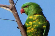 Scaly-breasted Lorikeet (Trichoglossus chlorolepidotus)